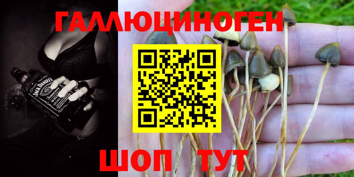 Псилоцибиновые грибы Psilocybe  Галлюциногенные грибы Psilocybe  Вход с VPN  Тында 