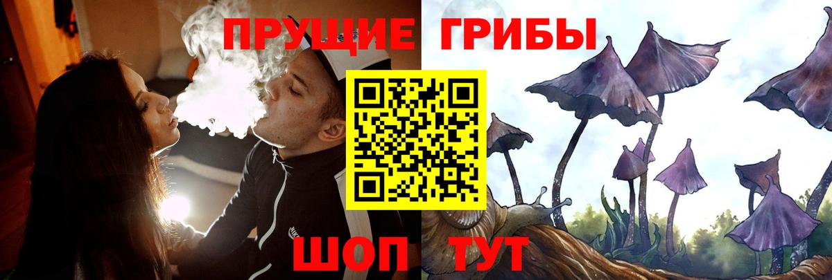Псилоцибиновые грибы Psilocybe Тында